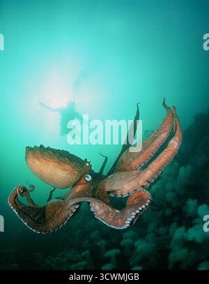 Dieses Unterwasserfoto zeigt einen riesigen Pazifischen Tintenfisch, Enteroctopus dofleini, der unter einem Taucher in den kalten, nährstoffreichen Gewässern vor der Küste driftet Stockfoto