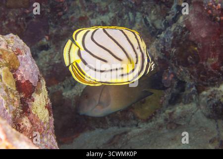Dieses Unterwasserfoto zeigt einen lebendigen, gekratzten Schmetterlingsfisch, Chaetodon meyeri, auch bekannt als Meyer's Butterflyfish, fotografiert im klaren Wasser Stockfoto