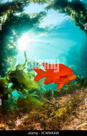 Der garibaldi, Hypsypops rubicundus, ist sehr territorial und wird hier in einem Wald von Riesentang, Macrocystis pyrifera, Catalina Island, Califo, dargestellt Stockfoto