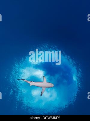 Dieses Unterwasserfoto zeigt einen grauen Riffhai, Carcharhinus amblyrhynchos, der unter Snells Fenster schwimmt, ein optisches Phänomen, das du vorkommt Stockfoto