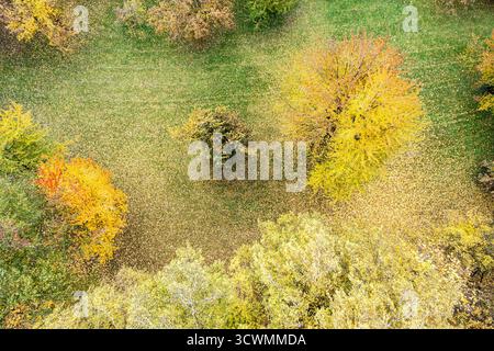 Farbenfrohe Bäume im Herbstpark mit gelbem und orangefarbenem Laub und gefallenen Blättern auf dem Rasen. Luftbild, Draufsicht. Stockfoto