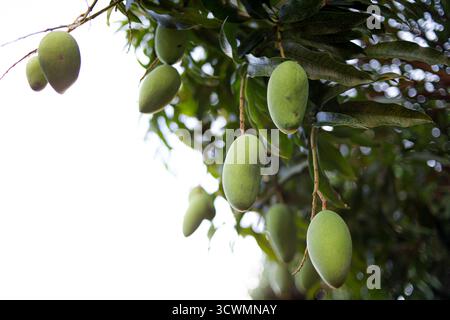 Grüne Mangobrüchte hängen am Baumzweig im Naturgarten Stockfoto