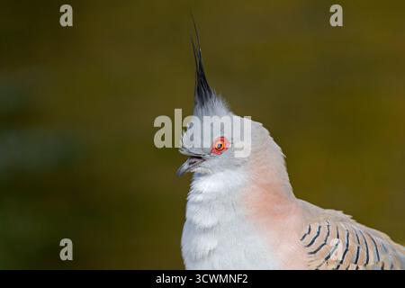 Porträt einer Haubentaube (Ocyphaps lophotes) im natürlichen Lebensraum South Australia Stockfoto