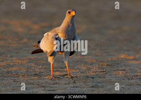 Ein blasssingender Goschawk (Melierax canorus) in natürlicher Umgebung, Kalahari Wüste, Südafrika Stockfoto