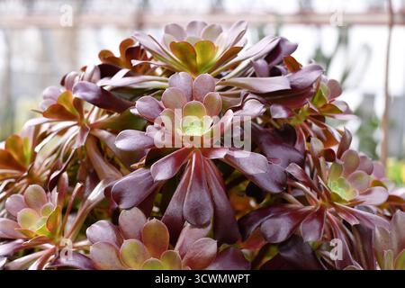 "Aeonium Arboreum"-Sukkulent mit dunkelvioletten Blättern Stockfoto