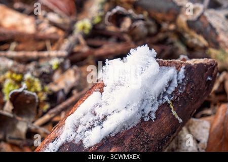 Haareis auf einem toten Wald im Wald Stockfoto