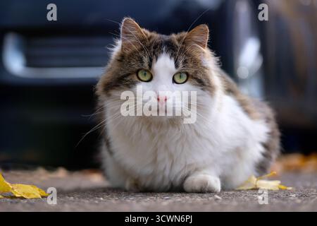 Die norwegische Waldkatze sitzt auf dem Hinterhof und sieht neugierig aus in die Kamera. Horizontales Bild mit selektivem Fokus. Stockfoto