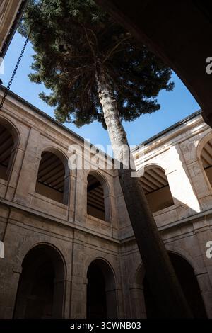 Ein hoher Baum, der in einem Innenhof des Klosters San Pedro de Arlanza wächst, umgeben von Steinmauern und Bögen, mit einem klaren blauen Himmel darüber Stockfoto