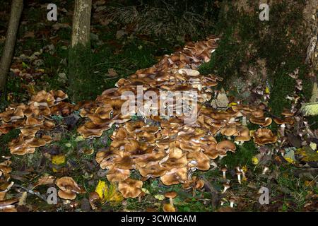 Armillaria mellea (Honigpilz) ist in den nördlichen gemäßigten Regionen weit verbreitet, wo er parasitär auf einer großen Anzahl von Laubbäumen wächst. Stockfoto