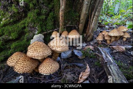 Schuppige Pholiota-Gruppe Stockfoto