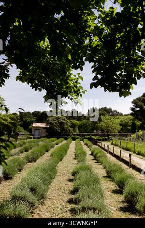 Garten im Monestary Saint Paul de Mausole in Frankreich Stockfoto