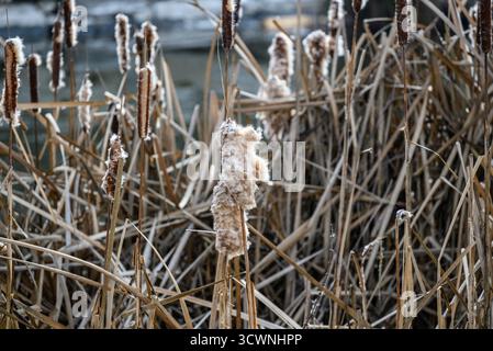 Nahaufnahme getrockneter Welpen in einem Sumpfgebiet im Winter. Stockfoto