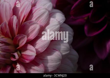 Nahaufnahme von einem Haufen rosa Dahlien Stockfoto