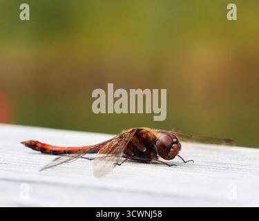 Makroaufnahme einer Drachenfliege, die auf einer Holzplanke liegt Stockfoto