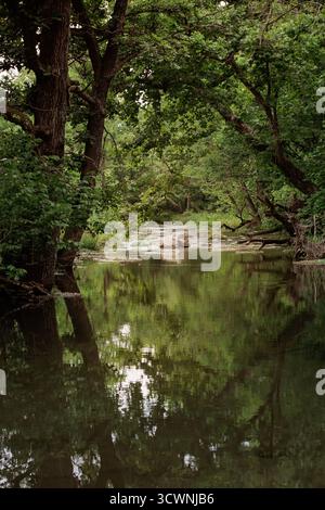Flacher Waldbach mit Bäumen und verstreuten Flussfelsen. Stockfoto