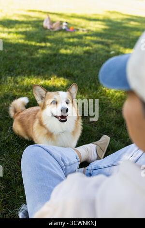 Süßer Corgi Pembroke Hund, der auf den Besitzer blickt, der auf Gras sitzt Stockfoto