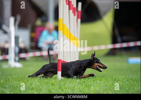 Ein deutscher Pinscher, der einen Slalom im Agilitätswettbewerb führt. Stockfoto