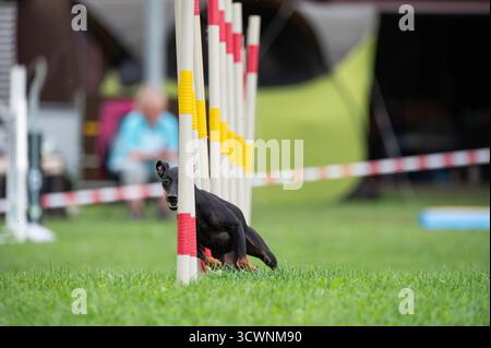 Ein deutscher Pinscher, der einen Slalom im Agilitätswettbewerb führt. Stockfoto