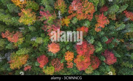 Von oben nach unten auf das lebendige Vordach des Herbstwaldes mit Red, ora Stockfoto