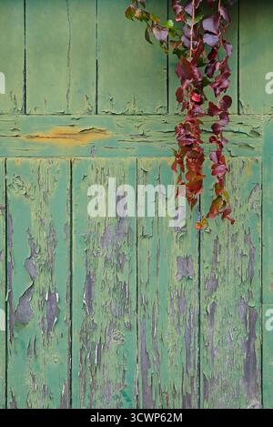 Herbstlaub auf verwittertem grün lackiertem Gartentor, norfolk, england Stockfoto