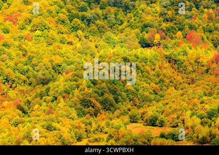 Wald auf dem Hügel in bunten Herbstlaub. goldene Landschaft im schimmernden Licht. Uzhanischer Nationalpark im oktober. Tele-Ansicht von oben. Lebhaft c Stockfoto