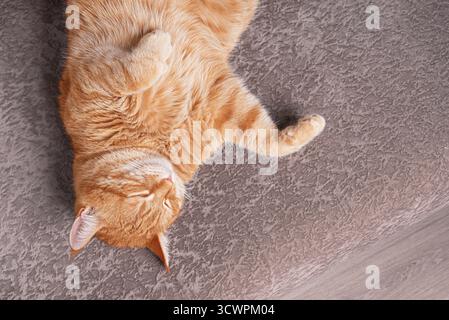 Ingwerkatze schlafend auf beigefarbenem Sofa, Blick von oben, Kopierraum. Gemütliches Haus und Hygge Konzept. Stockfoto