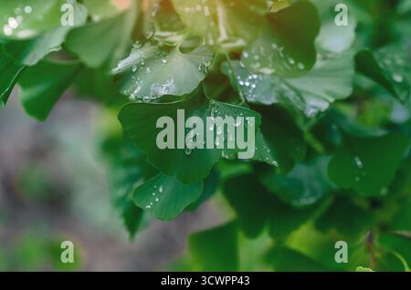 Grüne Blätter von Ginkgo biloba, die eine einzigartige Fächerform haben. Nahaufnahme. Blätter mit Wassertropfen nach Regen. Perfekt für Bildschirmschoner, grüne Landschaft mit Stockfoto