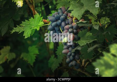 Große blaue Trauben im Reifeprozess. Gruppe von dunkelblauen, grünen und violetten Partikeln, schmackhaft und groß, länglich, ovale Trauben, auf der Rebe. Stockfoto