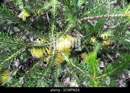 Gelber einseitiger Pinsel (Calothamnus quadrifidus) in Blume, South Australia Stockfoto