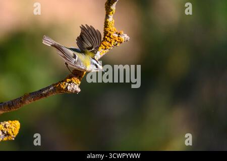 Firerest oder Regulus ignicapilla, hoch oben auf einem Zweig Stockfoto