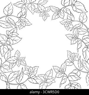 Pfefferminzzweig mit Umrissrahmen für Blätter. Stock Vektor