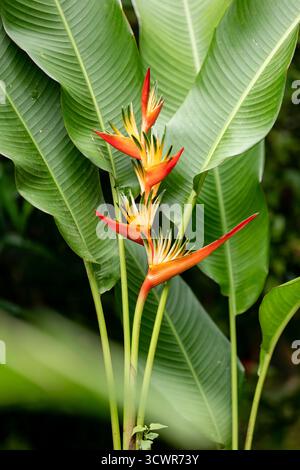 Der Blick auf leuchtende orange und gelbe Heliconia psittacorum Blüten steht im Kontrast zum Hintergrund der üppigen, breiten grünen Blätter, Martinique. Stockfoto