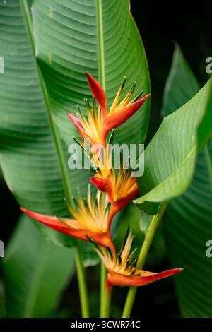Der Blick auf die leuchtenden Heliconia-Blüten reicht nach oben, deren feurige orange und gelbe Blüten sich vor dem Hintergrund des üppig grünen Laubs, Martinique, abheben. Stockfoto