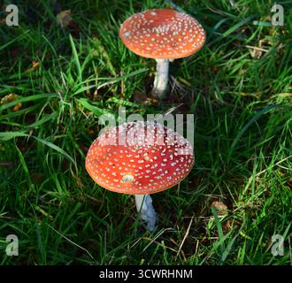 Fliegenpilz, Fliegenpilz, Amanita Muscara Roter Spotty Giftpilz Stockfoto