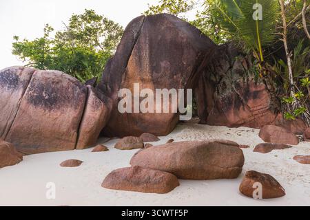Die sonnendurchflutete Szene zeigt riesige rosa Granitblöcke an einem weißen Sandstrand, eingerahmt von grünen Palmen. Anse Lazio ist ein Strand im Nordwesten von Pras Stockfoto