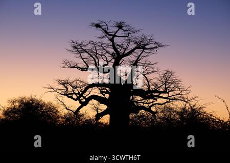 Afrikanischer Baobab (Adansonia digitata) vor Sonnenaufgang, Makgadikgadi Nationalpark, Gweta, Botswana, Afrika Stockfoto