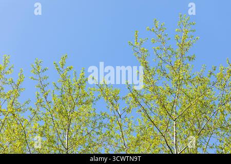 Üppig grüne Birkenbäume ragen gegen den hellblauen Himmel nach oben und schaffen eine ruhige Atmosphäre in der Natur, die die Schönheit des jungen Blattes zum Ausdruck bringt Stockfoto
