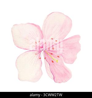 Sakura-Blüten-Aquarellillustration isoliert auf weiß. Weiche Blütenblätter, sanfte Farbverläufe, ein leichtes, elegantes Blumendesign, perfekt für den Frühling Stockfoto