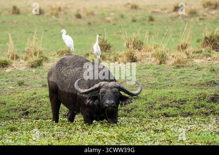 Afrikanischer Büffel (Syncerus Caffer), Binde 2 Reiher auf dem Rücken schaut in die Kamera. Tierbestände in Feuchtgebieten. Lower Sambezi National Park, Sambia, Afrika Stockfoto