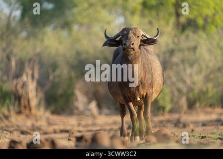 Afrikanischer Büffel (Syncerus Caffer), Blick in die Kamera. Tiefwinkelansicht des adulten Tieres. Lower Sambezi National Park, Sambia, Afrika Stockfoto