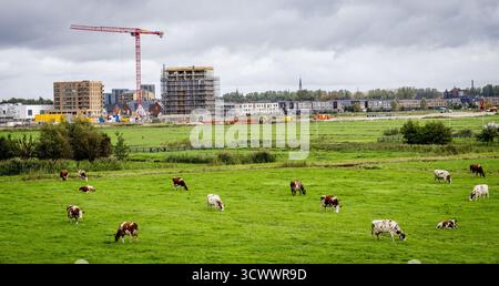 GOUDA: Kühe grasen auf einer Weide mit neuen Häusern im Hintergrund. Stickstoffzulage ist die Emissionszulage aus dem Stickstoff-Aktionsprogramm. ANP / hollandse Hoogte / Robin Utrecht niederlande aus - belgien aus Stockfoto