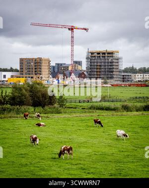 GOUDA: Kühe grasen auf einer Weide mit neuen Häusern im Hintergrund. Stickstoffzulage ist die Emissionszulage aus dem Stickstoff-Aktionsprogramm. ANP / hollandse Hoogte / Robin Utrecht niederlande aus - belgien aus Stockfoto