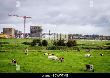 GOUDA: Kühe grasen auf einer Weide mit neuen Häusern im Hintergrund. Stickstoffzulage ist die Emissionszulage aus dem Stickstoff-Aktionsprogramm. ANP / hollandse Hoogte / Robin Utrecht niederlande aus - belgien aus Stockfoto