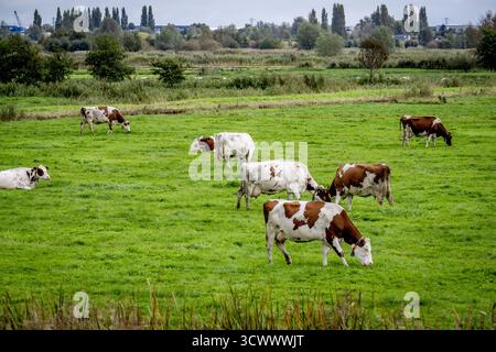 GOUDA: Kühe grasen auf einer Weide mit neuen Häusern im Hintergrund. Stickstoffzulage ist die Emissionszulage aus dem Stickstoff-Aktionsprogramm. ANP / hollandse Hoogte / Robin Utrecht niederlande aus - belgien aus Stockfoto