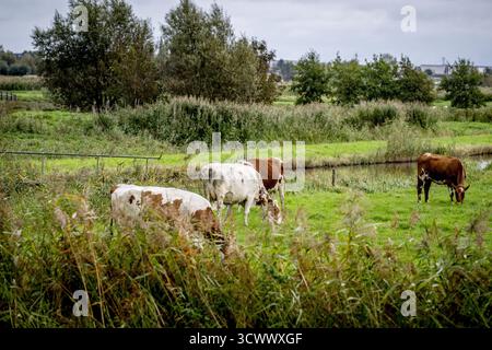 GOUDA: Kühe grasen auf einer Weide mit neuen Häusern im Hintergrund. Stickstoffzulage ist die Emissionszulage aus dem Stickstoff-Aktionsprogramm. ANP / hollandse Hoogte / Robin Utrecht niederlande aus - belgien aus Stockfoto