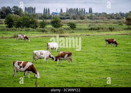 GOUDA: Kühe grasen auf einer Weide mit neuen Häusern im Hintergrund. Stickstoffzulage ist die Emissionszulage aus dem Stickstoff-Aktionsprogramm. ANP / hollandse Hoogte / Robin Utrecht niederlande aus - belgien aus Stockfoto