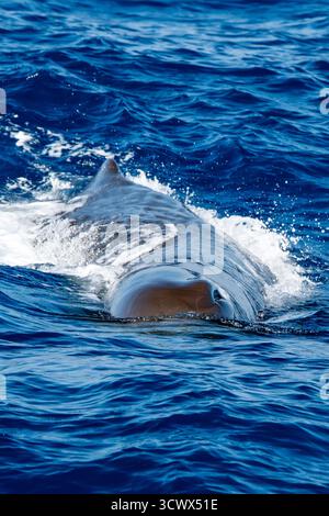 Ein Pottwalkopf, der in der Nähe auf dem blauen Meer im mittelmeer ligurien atmet Stockfoto