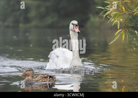 Vorderansicht eines stummen Schwans, der durch das Wasser schwimmt, mit einer weiblichen Stocke, die im Vordergrund vorbeischwimmt. Stockfoto