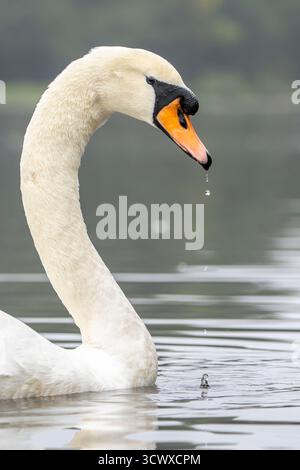 Seitliche Nahaufnahme des Halses und des Kopfes eines wilden, stummen Schwans (Cygnus olor), der durch Wasser lädt, Kopf nach unten geneigt. Stockfoto
