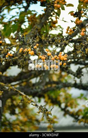 Vertikale Makroaufnahme von kleinen gelben wilden Äpfeln, die an einem Baumzweig haften. Fängt die komplizierten Details und Texturen der Herbstfiguren ein. Stockfoto
